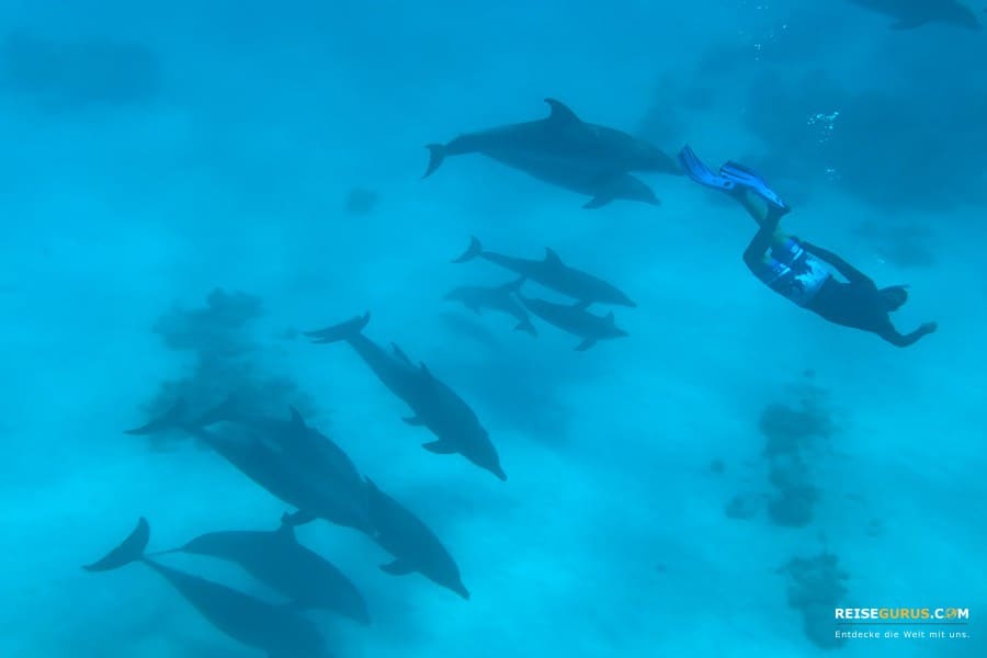 Delphin-Tour-Hurghada-Sehenswürdigkeiten