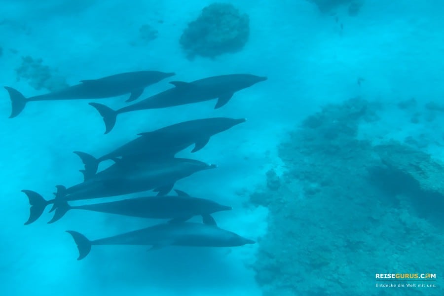 Delphin-Tour-Buchen-Hurghada Sehenswürdigkeiten