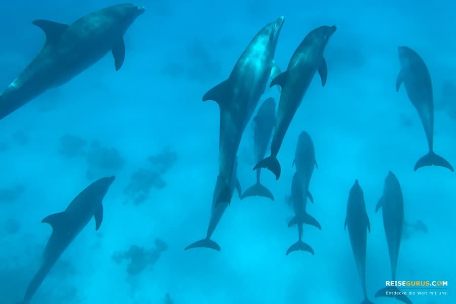Delphin-Tour-Hurghada-Erfahrungen