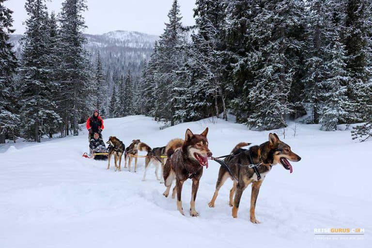 Hundeschlittenfahrt Norwegen