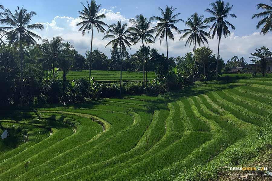 Top 4 Reisterrassen in Bali