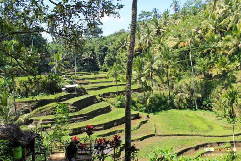 Die 4 schönsten Reisfelder auf Bali