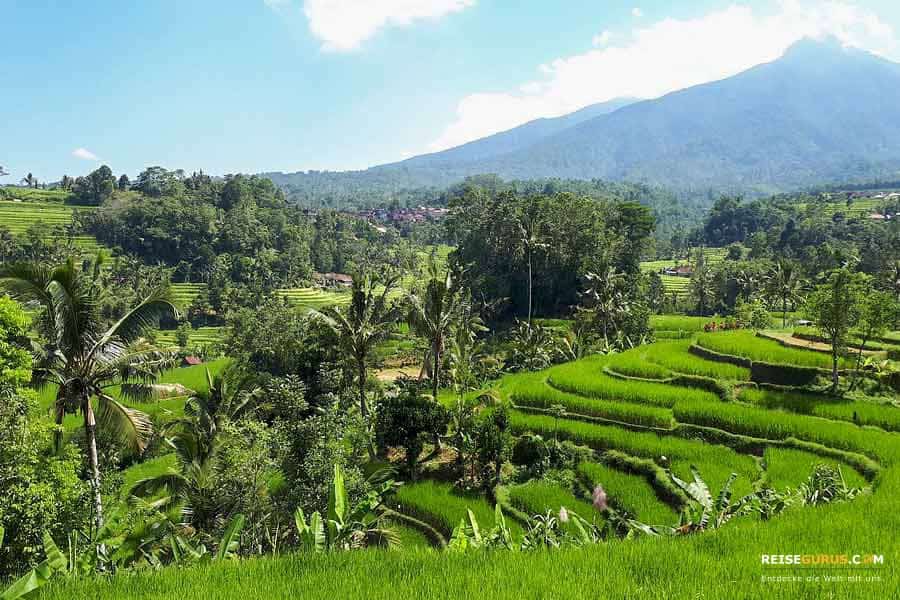 Reisfeldern auf Bali Sidemen