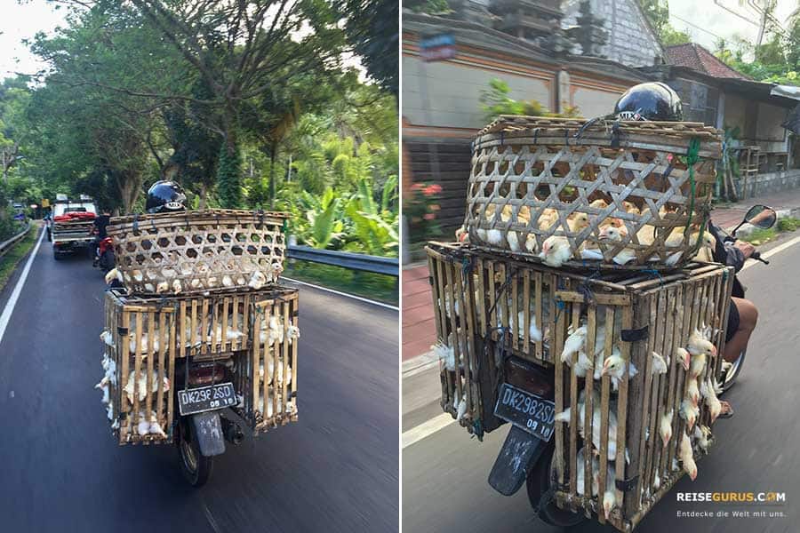 In Indonesien und Bali Roller mieten