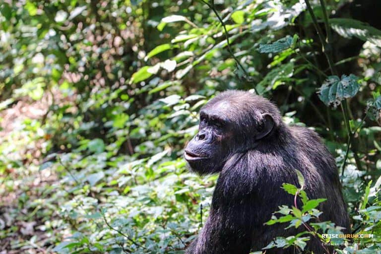 Nyungwe Nationalpark Highlights – Schimpansen Trekking in Ruanda