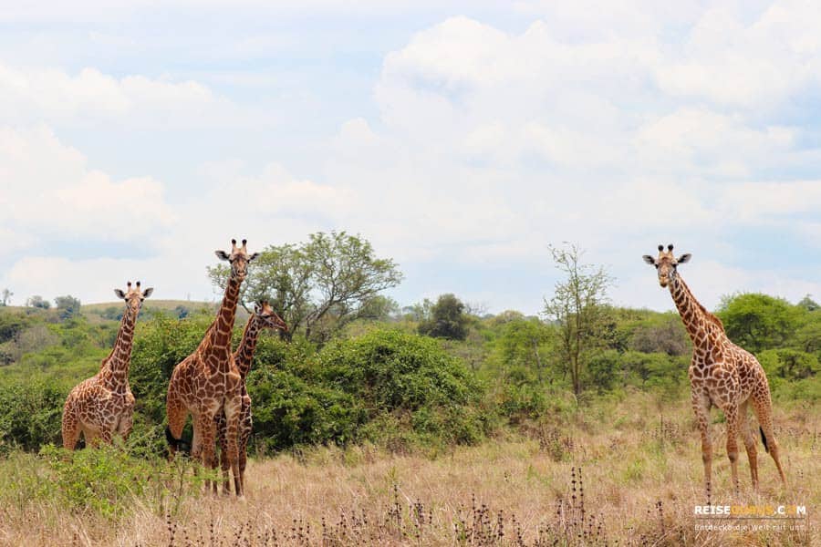 Safari in Ruanda Fazit