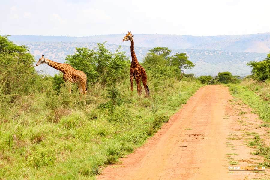 Safari in Ruanda
