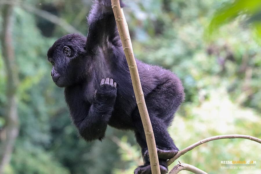 Gorilla Trekking Ruanda