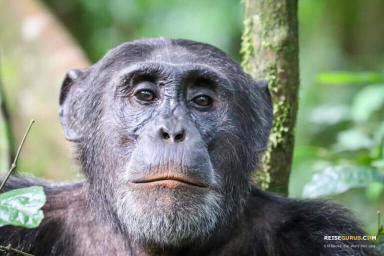 Schimpansen Trekking in Uganda