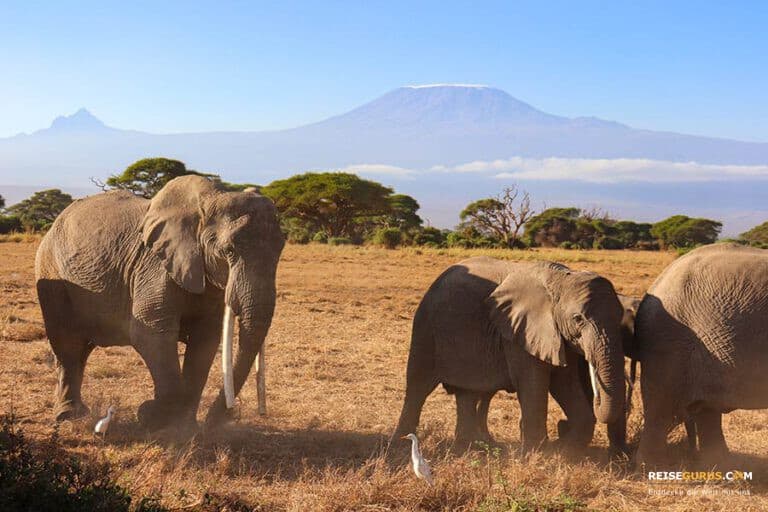 Amboseli Nationalpark Highlights & Safari Tipps