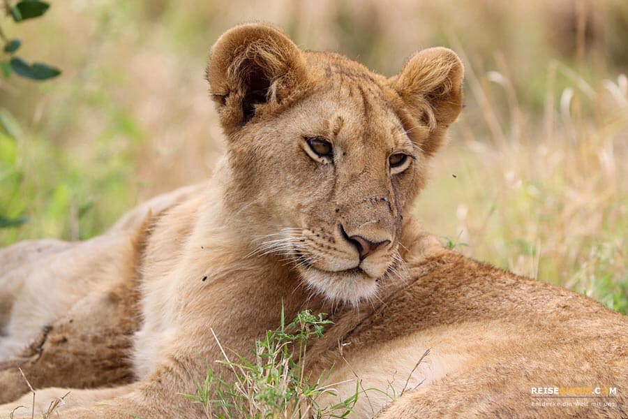 Safari in Kenia